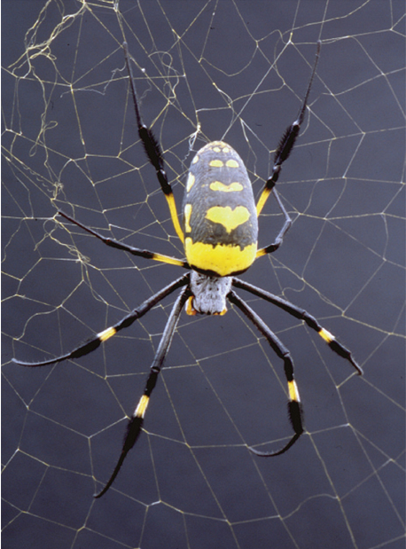 图1澳大利亚金球编织者蜘蛛