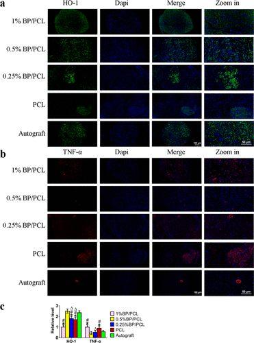 25% bp/pcl,pcl和自体移植物组的ho-1免疫荧光染色.