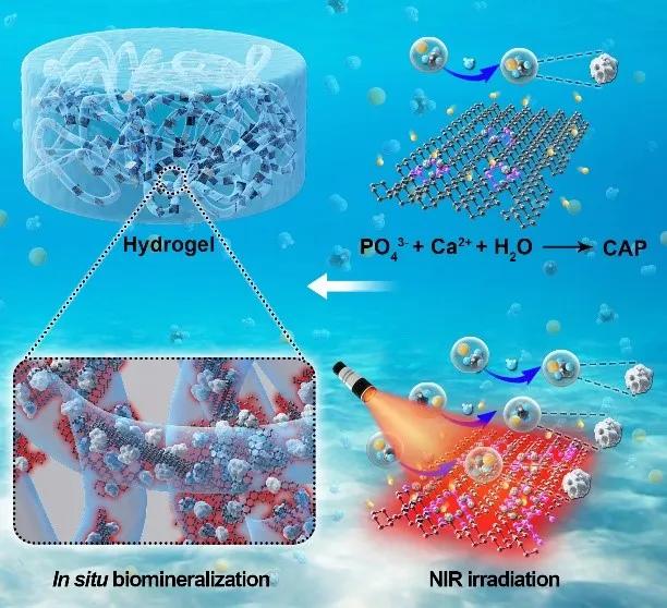 深圳先进院成功实现黑磷基水凝胶的光控原位生物矿化