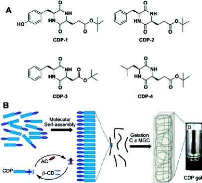 (a)环状二肽衍生物的分子结构.(b)cdp分子自组装