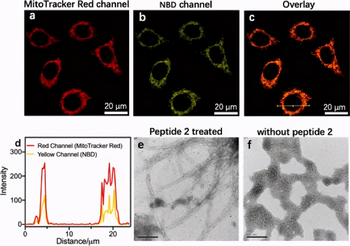 纳米纤维是否在线粒体区域内空间形成,作者通过孵育肽2和mitotracker