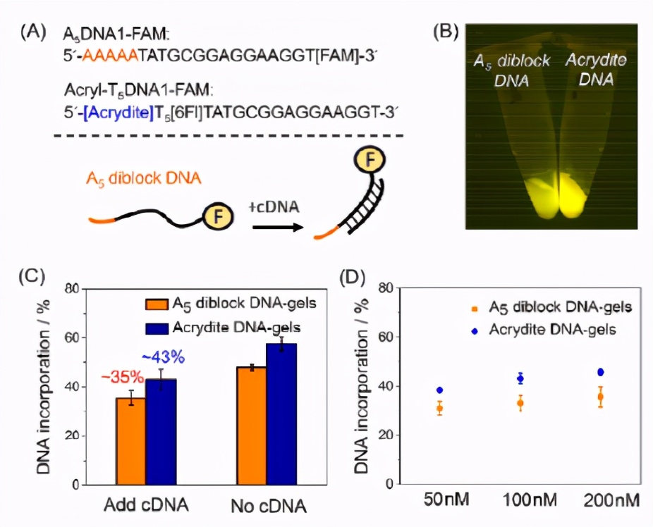 比较含荧光的a5双嵌段dna和丙烯酸酯修饰的dna之间的dna接枝.