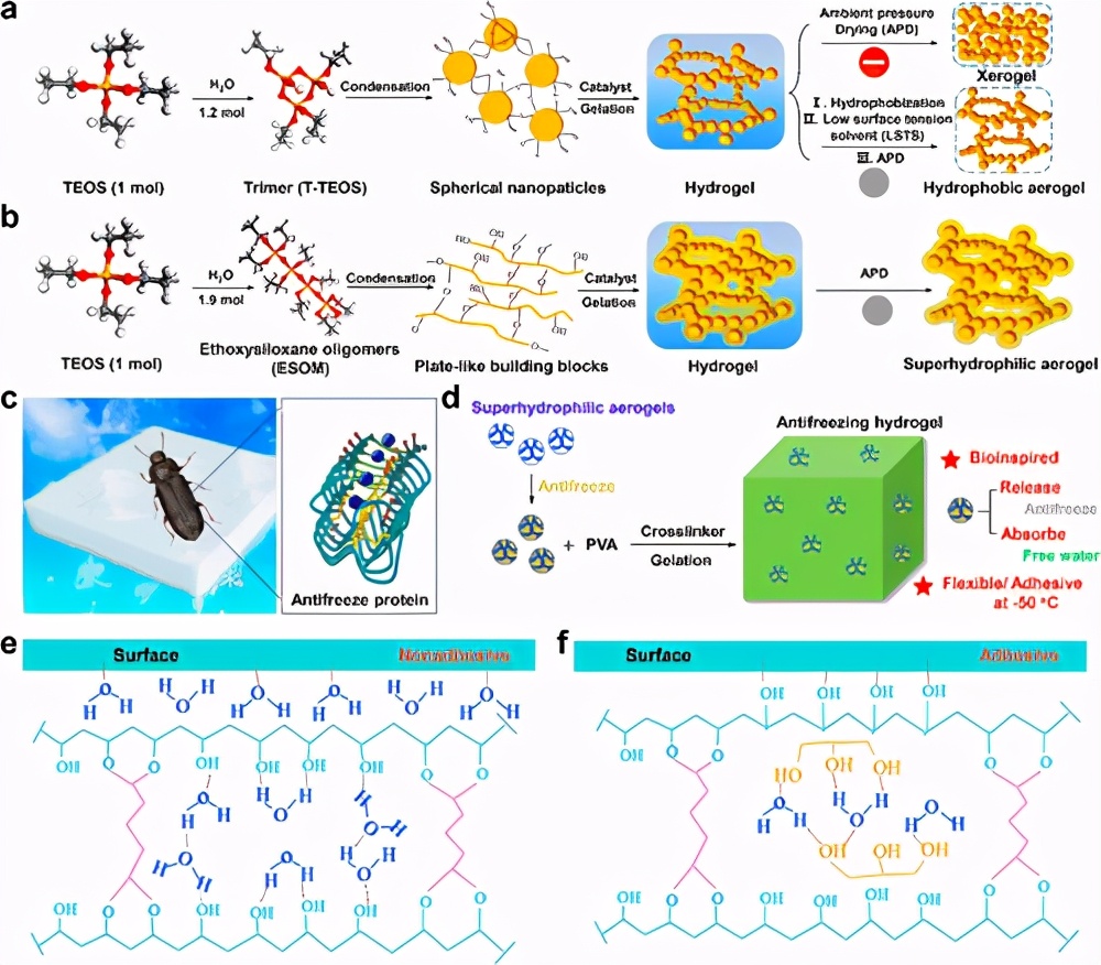 《langmuir》自增强微结构的硅气凝胶用于生物启发水凝胶