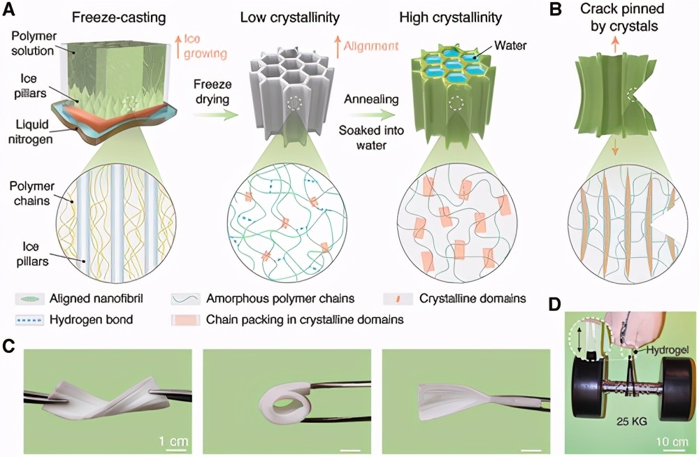 《advanced materials》南方科技大学刘吉:各向异性抗疲劳水凝胶