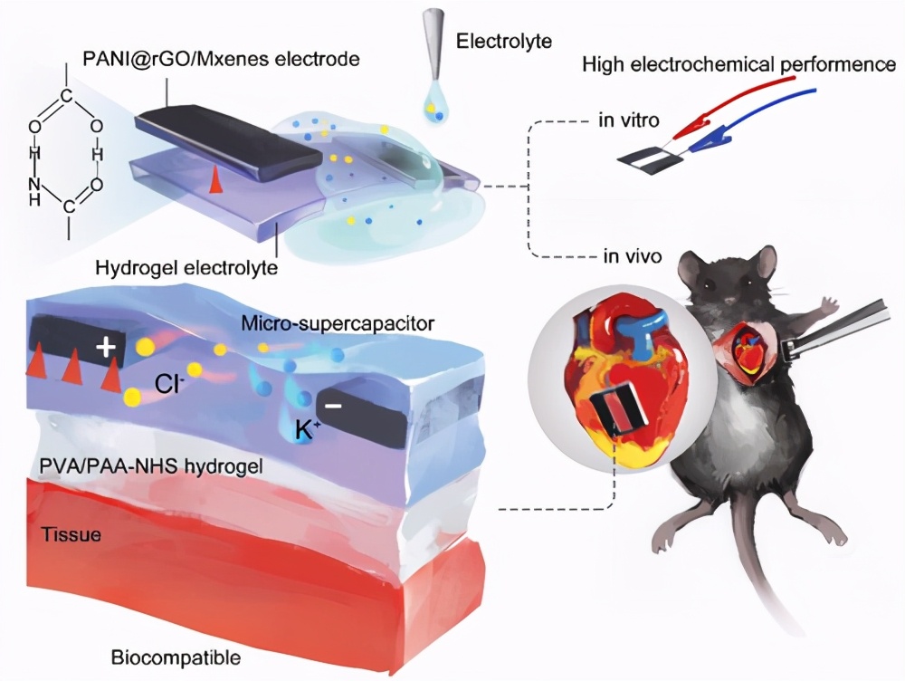 深圳大学孔湉湉:高性能,湿粘,可拉伸全水凝胶超级电容器植入物
