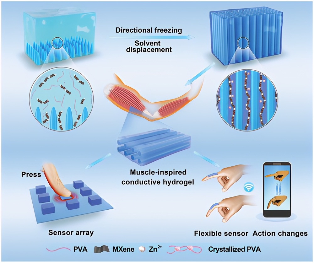吉林大学林权:各向异性/低温耐受/肌肉启发/ mxene 导电水凝胶