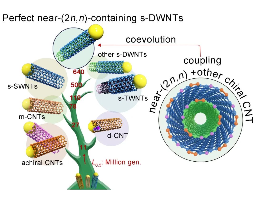 清华大学魏飞团队《Adv.Sci.》：揭示碳纳米管生长中的分子进化行为