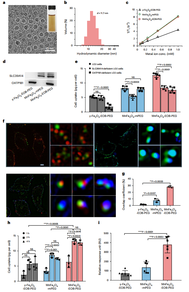 Nature Biomedical Engineering: 超小纳米颗粒造影剂，利用磁共振可诊断早期肝癌