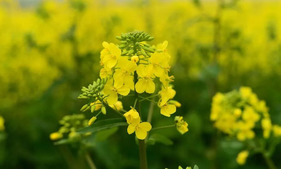 春分百花爭明媚願君莫負好春光