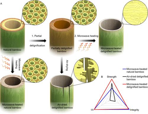 竹子结构解剖图图片