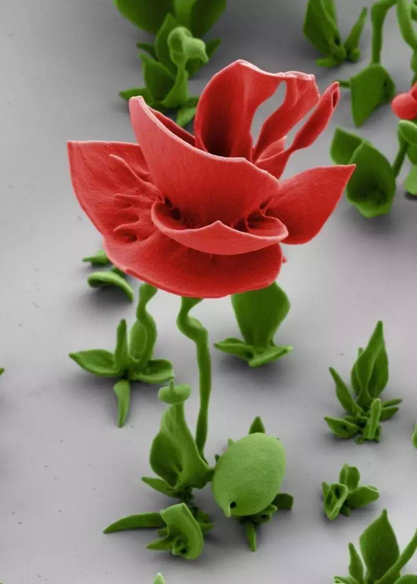 难以想象那些精美到极致的晶体纳米花