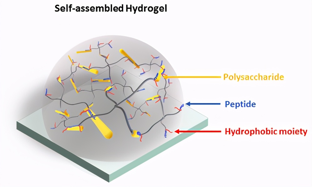 《材料化學》在基於多肽-多糖的自組裝水凝膠網絡中顯示脂質鏈