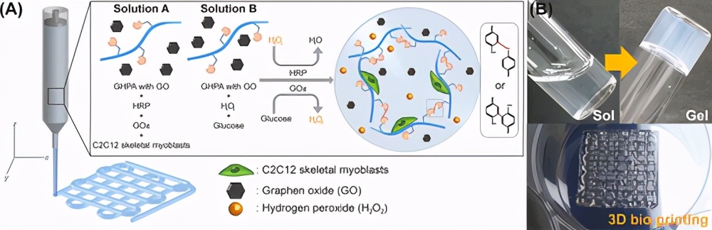 3D打印明胶水凝胶墨水，结合氧化石墨烯以实现自发的成肌分化
