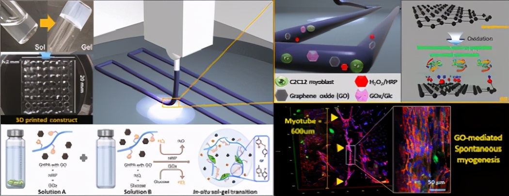 3D打印明胶水凝胶墨水，结合氧化石墨烯以实现自发的成肌分化