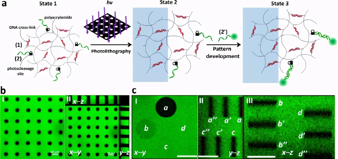 中國地質大學:光響應dna的水凝膠時空模式,以調節局部細胞反應
