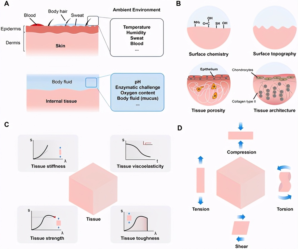 麦吉尔大学李剑宇《先进材料》组织粘合剂的多方面设计和新兴应用