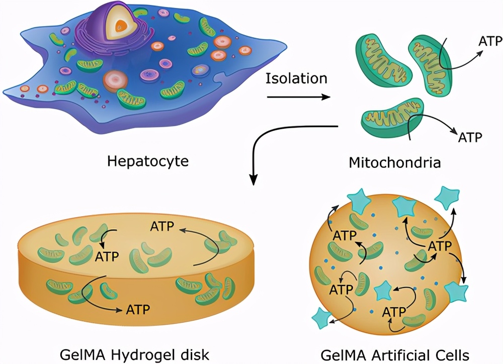 small線粒體封裝在基於明膠凝膠的人工細胞中作為atp產生亞基