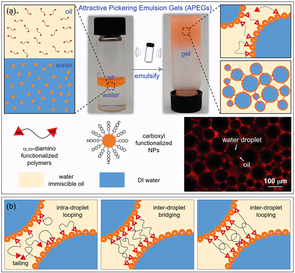 《adv. mater.》浙江大学陈东/高翔:有吸引力的 pickering 乳液凝胶_