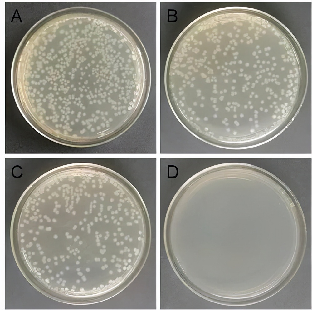 生长抑制试验:将不同的材料和大肠杆菌菌液孵育后涂在lb琼脂平板上